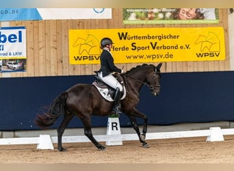German Sport Horse, Gelding, 10 years, 16 hh, Black