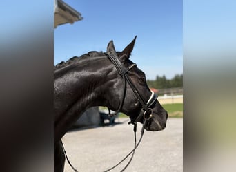 German Sport Horse, Gelding, 10 years, 16 hh, Black