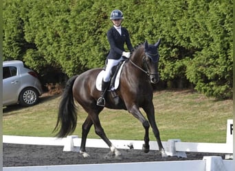 German Sport Horse, Gelding, 10 years, 16 hh, Black