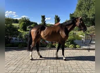 German Sport Horse, Gelding, 10 years, 16 hh, Brown
