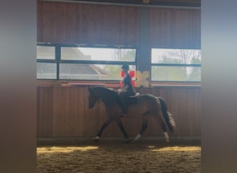German Sport Horse, Gelding, 10 years, 16 hh, Brown