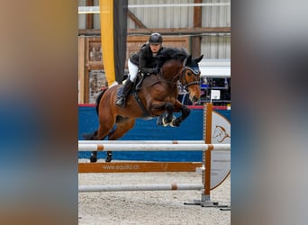 German Sport Horse, Gelding, 10 years, 16 hh, Brown