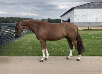German Sport Horse, Gelding, 10 years, 16 hh, Chestnut-Red