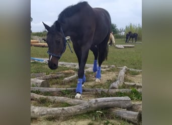 German Sport Horse, Gelding, 10 years, 16 hh, Smoky-Black