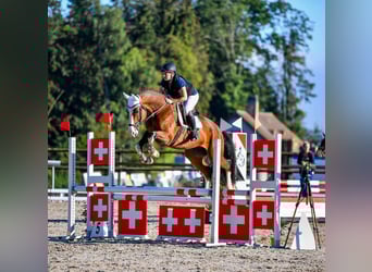 German Sport Horse, Gelding, 10 years, 16,1 hh, Brown