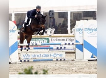 German Sport Horse, Gelding, 10 years, 16,2 hh, Bay-Dark