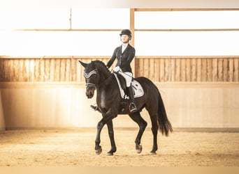 German Sport Horse, Gelding, 10 years, 16,2 hh, Black