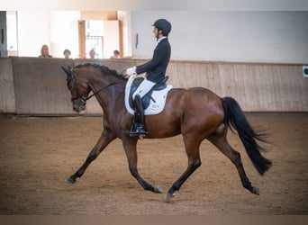 German Sport Horse, Gelding, 10 years, 16,3 hh, Brown
