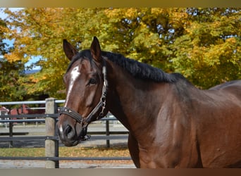 German Sport Horse, Gelding, 10 years, 17,1 hh, Brown