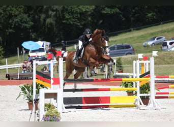 German Sport Horse, Gelding, 10 years, 17.1 hh, Chestnut-Red