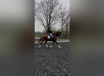 German Sport Horse, Gelding, 10 years, 17.1 hh, Chestnut-Red