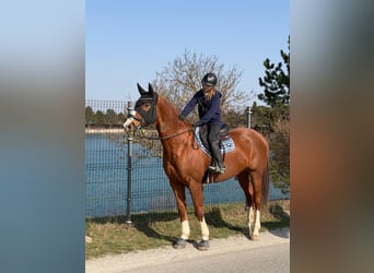 German Sport Horse, Gelding, 10 years, 17.1 hh, Chestnut-Red