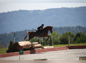 German Sport Horse, Gelding, 10 years, 17.1 hh, Chestnut-Red