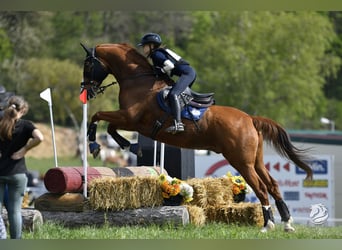 German Sport Horse, Gelding, 10 years, 17.1 hh, Chestnut-Red
