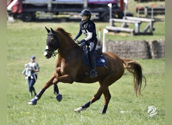 German Sport Horse, Gelding, 10 years, 17.1 hh, Chestnut-Red
