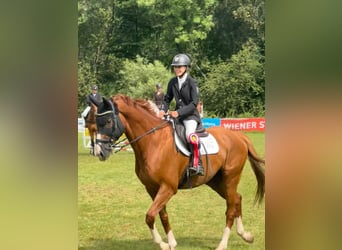 German Sport Horse, Gelding, 10 years, 17.1 hh, Chestnut-Red
