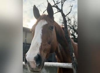 German Sport Horse, Gelding, 10 years, 17.1 hh, Chestnut-Red