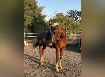 German Sport Horse, Gelding, 10 years, 17.1 hh, Chestnut-Red