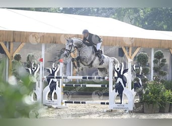 German Sport Horse, Gelding, 10 years, 17.1 hh, Gray