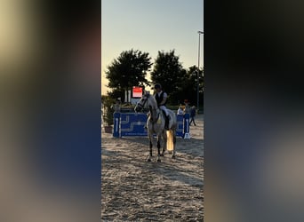 German Sport Horse, Gelding, 10 years, 17,1 hh, Gray