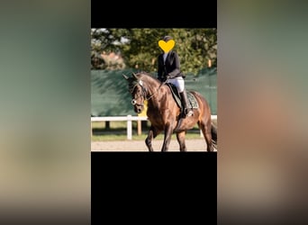 German Sport Horse, Gelding, 10 years, 17,1 hh, Smoky-Black