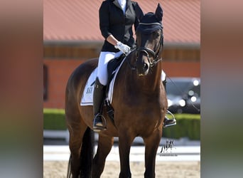 German Sport Horse, Gelding, 10 years, 17,1 hh, Smoky-Black