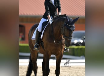 German Sport Horse, Gelding, 10 years, 17,1 hh, Smoky-Black