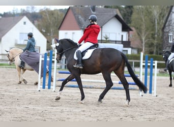 German Sport Horse, Gelding, 10 years, 17,1 hh, Smoky-Black