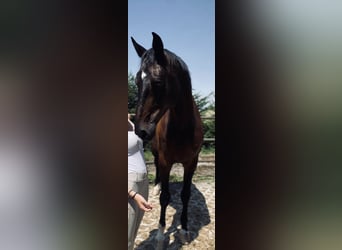 German Sport Horse, Gelding, 10 years, 17,1 hh, Smoky-Black