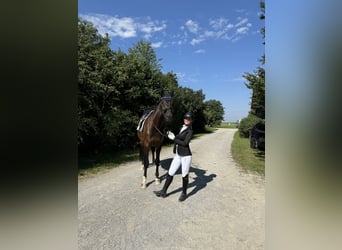 German Sport Horse, Gelding, 10 years, 17,1 hh, Smoky-Black