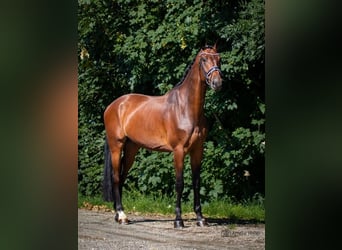 German Sport Horse, Gelding, 10 years, 17,2 hh, Bay-Dark