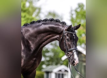 German Sport Horse, Gelding, 10 years, 17.2 hh, Black