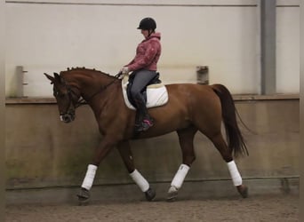 German Sport Horse, Gelding, 10 years, 17.2 hh, Chestnut-Red