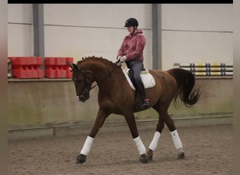 German Sport Horse, Gelding, 10 years, 17.2 hh, Chestnut-Red
