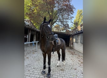 German Sport Horse, Gelding, 10 years, 17 hh, Bay-Dark