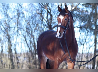 German Sport Horse, Gelding, 10 years, 17 hh, Brown