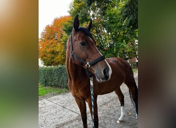 German Sport Horse, Gelding, 10 years, 17 hh, Brown