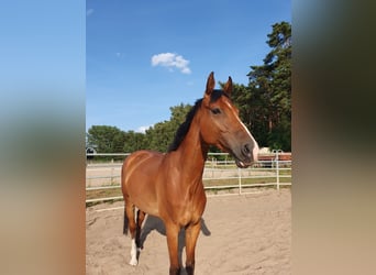 German Sport Horse, Gelding, 10 years, 17 hh, Brown