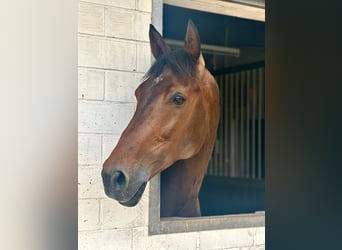 German Sport Horse, Gelding, 10 years, 17 hh, Brown