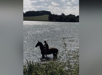 German Sport Horse, Gelding, 10 years, 17 hh, Brown
