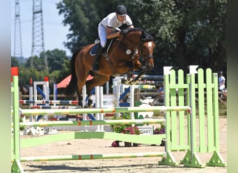 German Sport Horse, Gelding, 10 years, 17 hh, Brown