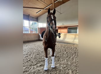 German Sport Horse, Gelding, 10 years, 17 hh, Chestnut-Red