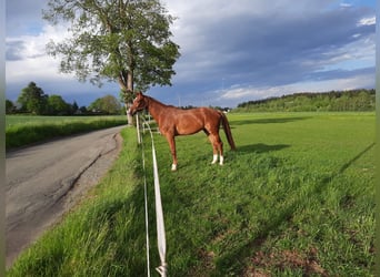 German Sport Horse, Gelding, 10 years, 17 hh, Chestnut-Red