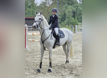 German Sport Horse, Gelding, 10 years, 17 hh, Gray