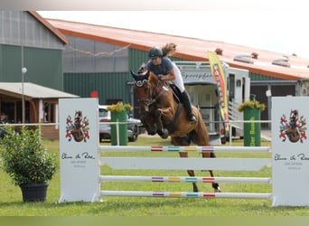 German Sport Horse Mix, Gelding, 10 years, 17,1 hh, Brown