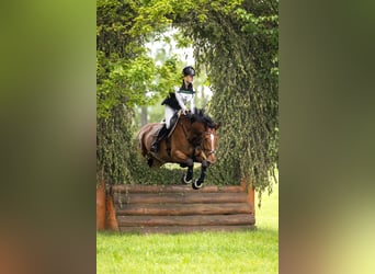 German Sport Horse, Gelding, 10 years, Bay