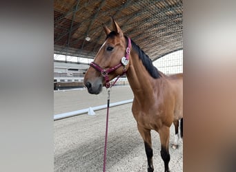 German Sport Horse, Gelding, 10 years, Bay