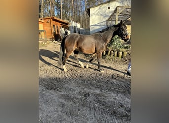 German Sport Horse, Gelding, 11 years, 16.1 hh, Bay-Dark