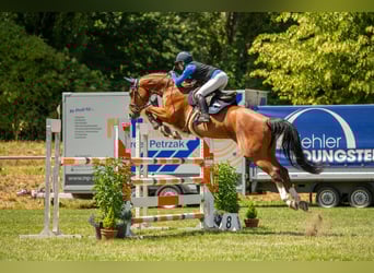 German Sport Horse, Gelding, 11 years, 16.1 hh, Brown