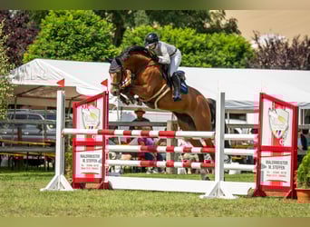 German Sport Horse, Gelding, 11 years, 16.1 hh, Brown